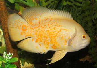 Coburg Aquarium | Albino Red Tiger Oscar | Shop live aquarium fish online