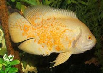 Coburg Aquarium | Albino Tiger Oscar | Shop live aquarium fish online
