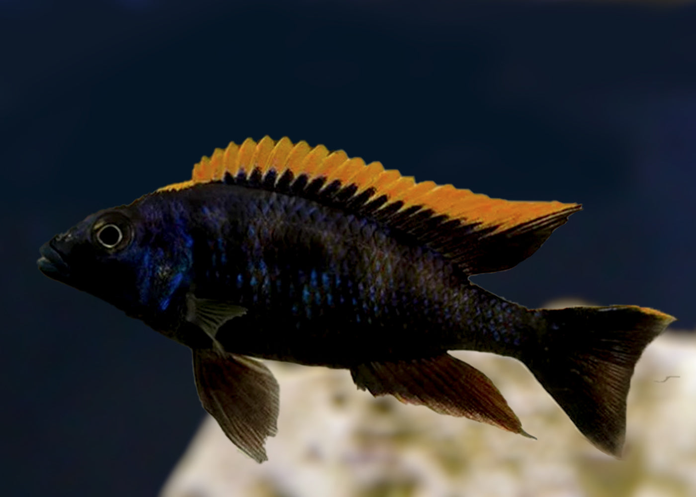 Otopharynx Lithobates Black Orange Dorsal | Live fish online | coburgauqarium.com.au｜Aquarium FIsh for sale | Tropicah fish store | African Cichlid | Freshwater Fish | Live Fish | Coburg Aquarium