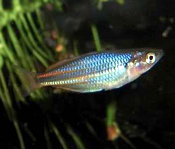 Coburg Aquarium | Pagwi Rainbowfish