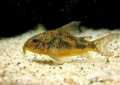 Coburg Aquarium | Peppered Corydoras | Live aquarium fish online