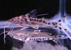 Pictus Catfish