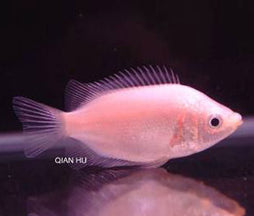 Pink Kissing Gourami - Balloon