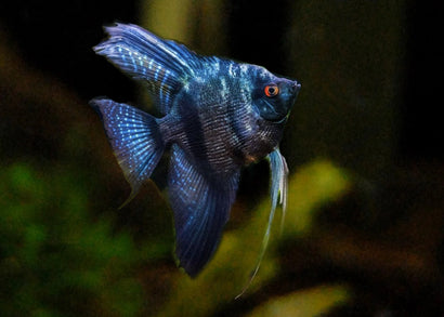 Pinoy Angelfish | Angel Fish for Sale | Live fish online | coburgauqarium.com.au｜Aquarium FIsh for sale | Tropicah fish store | Freshwater Fish | Coburg Aquarium