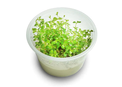 Lysimachia Nummularia (Pennywort) Tissue Culture
