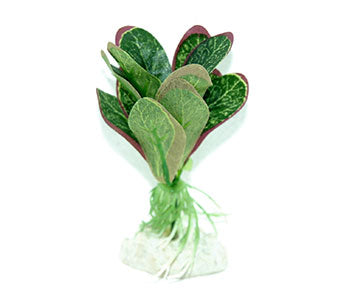 Red Tipped Anubius Silk Plant