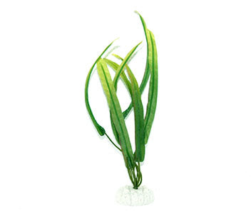 Aqua Dekore Narrow Leaf Sword Silk Plant