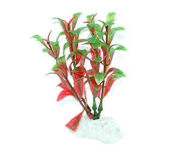 AquarWorld Red Bacopa