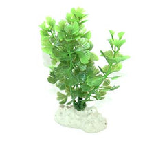 AquarWorld Baby Fern