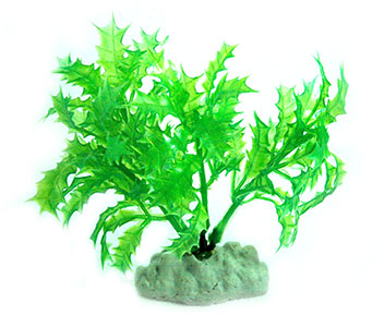 AquarWorld Green Holly