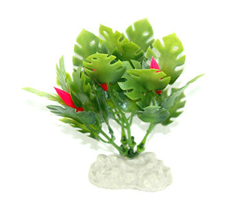 AquarWorld Mini Monsteria - 10cm