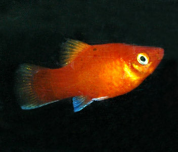 Platy Red Coral