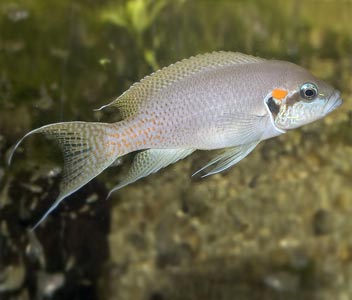 Princess Cichlid – Coburg Aquarium - Main Image