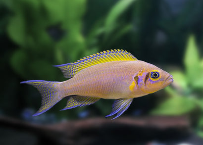 Princess Cichlid - Daffodil