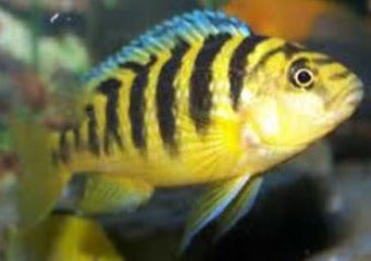 Pseudotropheus Crabro