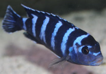 Pseudotropheus Demasoni