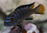 Pseudotropheus Elongatus Mphanga