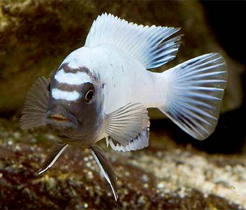 Pseudotropheus Species Polit