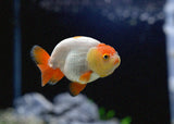 Ranchu - Assorted - A grade