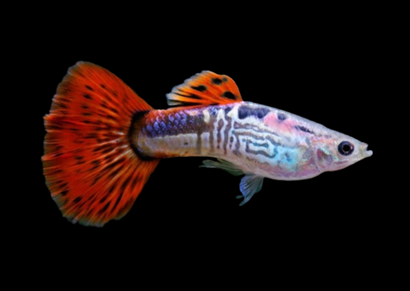 Guppy Male Cobra Red | Guppy for sale | Buy Freshwater Fish online | Live fish for sale | aquarium fish near me | coburgaquarium.com.au