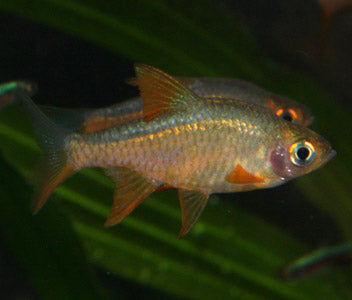 Coburg Aquarium | Red Flame Rasbora | Shop live aquarium fish online
