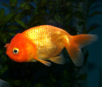 Ranchu Red
