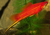 Swordtail - Assorted