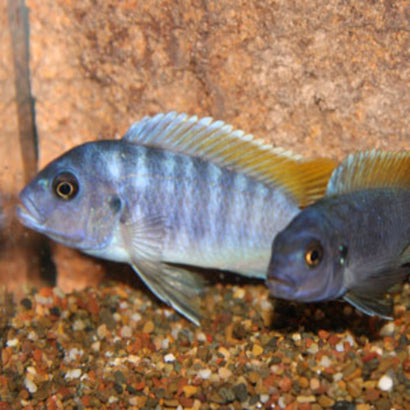 Zebra Cichlid - Red Top