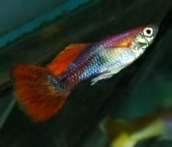 Guppy Male Marigold