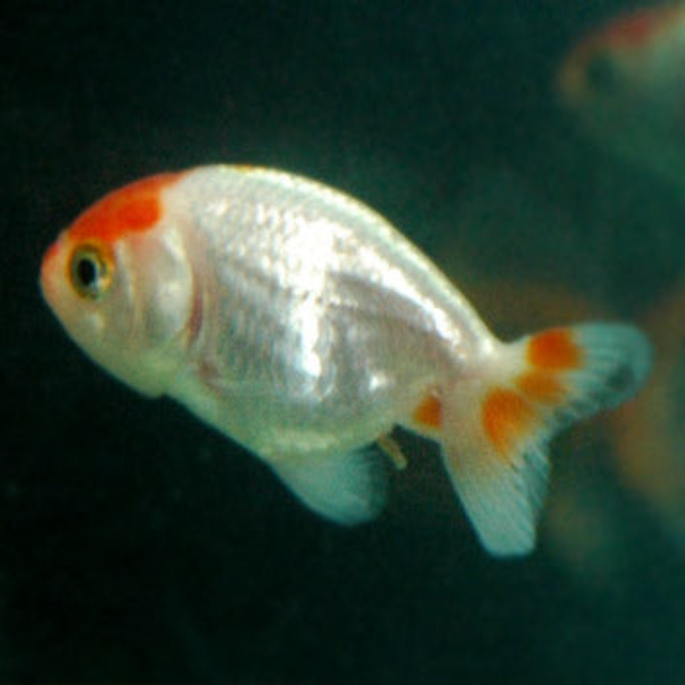 Coburg Aquarium | Shop Live Fish | Ranchu Red and White