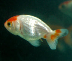 Ranchu Red And White