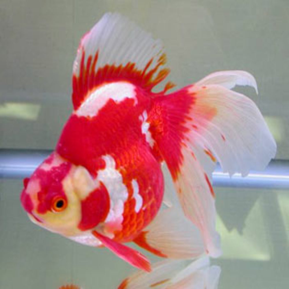 Redder Rin Fish Red Ryukin Goldfish