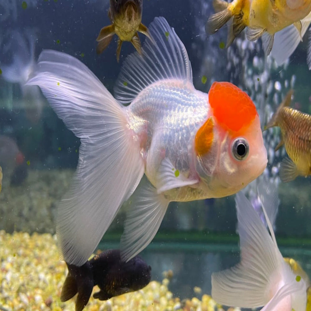 Oranda Goldfish Assorted Thai Tri Color Oranda Goldfish (Mixed)