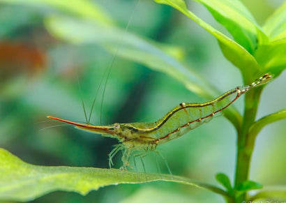 Red Nose Shrimp | Aquarium Shrimp| Freshwater Shrimp| coburgaquarium.com.au|Pet Fish online| Coburg Aquarium| Live Shrimp for Sale| Buy Shrimp online