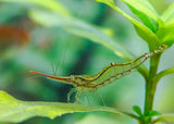 Red Nose Shrimp