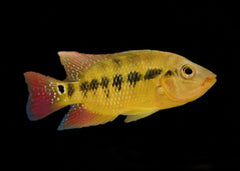 Red Terror Cichlid | Festae Cichlid | Live fish online | coburgauqarium.com.au｜Aquarium FIsh for sale | Tropicah fish store | African Cichlid | Freshwater Fish | Coburg Aquarium