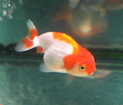 Ranchu Red And White