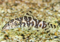 Coburg Aquarium | Pakastani Loach | Live aquarium fish online