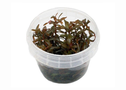 Rotala Colorata/Rotundifolia Tissue Culture