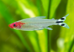 Rummynose Tetra