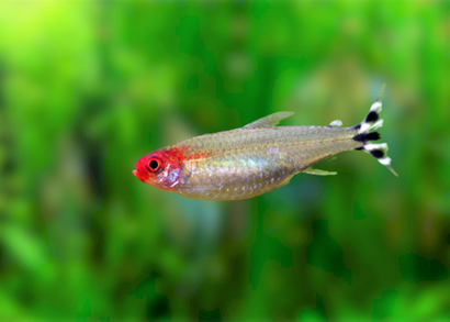 Tetra fish deals