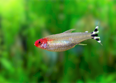 Rummynose Tetra Special (6 for $25)