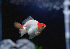 Ryukin | Goldfish | Coldwater Goldfish | Buy Goldfish Online | Coburg Aquarium | Aquarium Fish for Sale | Buy Goldfish in Australia | coburgaquarium.com.au