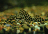 Plecostomus Sailfin -Gibbiceps