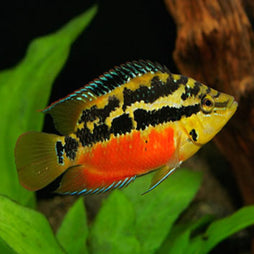 Salvini Cichlid