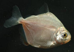 Coburg Aquarium | Silver Dollar | Live aquarium fish online