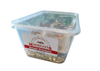 Minibeasts Bucket of Bugs - Live Crickets only (no bucket)