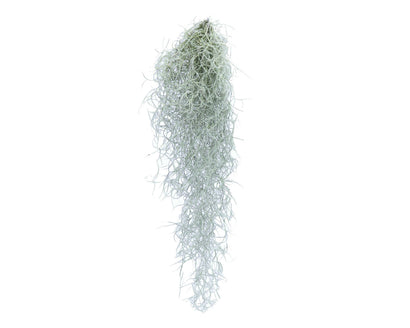 Terrarium Plant - Spanish Moss Clump (S)