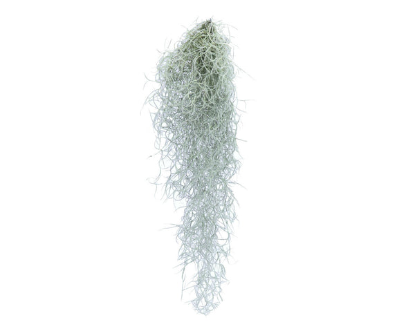 Terrarium Plant - Spanish Moss Clump (S) – Coburg Aquarium