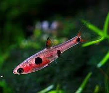 Spotted Rasbora